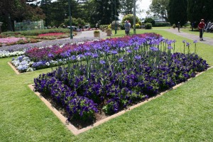 Toowoomba Carnival of Flowers