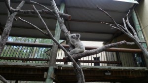 Daisy Hill Koala Centre