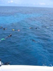 Snorkeling@Great Barrier Reef