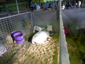 Sheep@EKKA