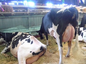 COWS@EKKA