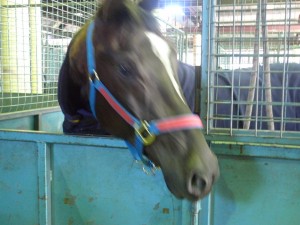 Horse@EKKA