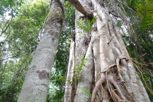 Red Peak Rainforest