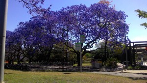 Jacarandas