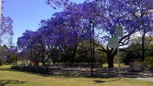 Jacarandas