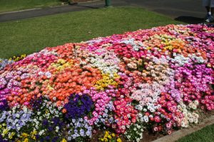 Toowoomba Carnival Of Flowers