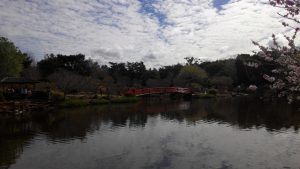 USQ Japanese garden