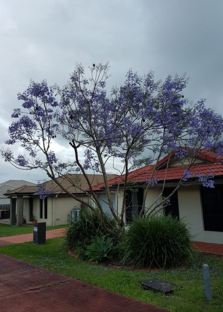 Purple Tree Blooming