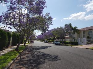 Jacaranda Flowers