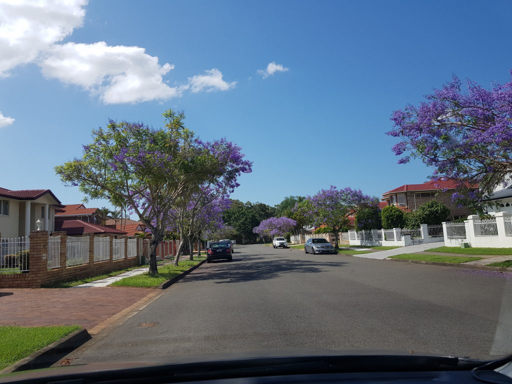 Jacaranda Flowers @Sunnybank Hills