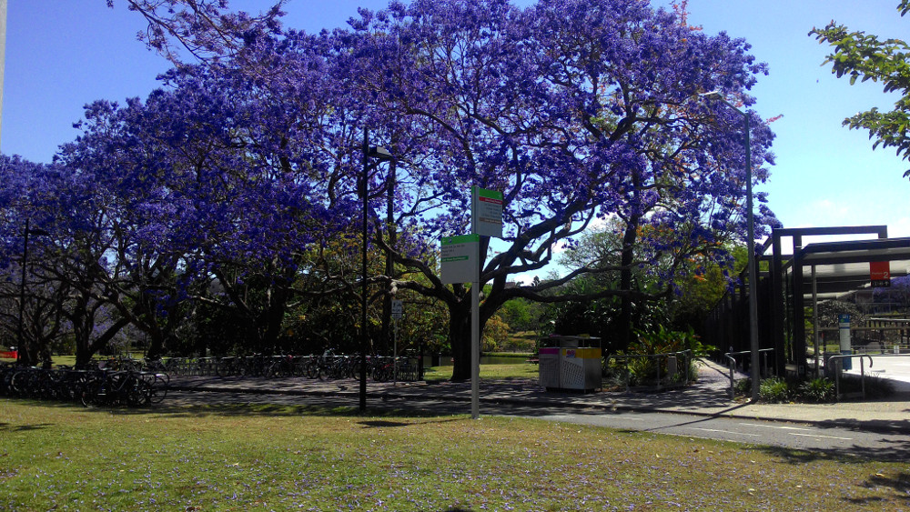 Purple Tree Blooming@UQ