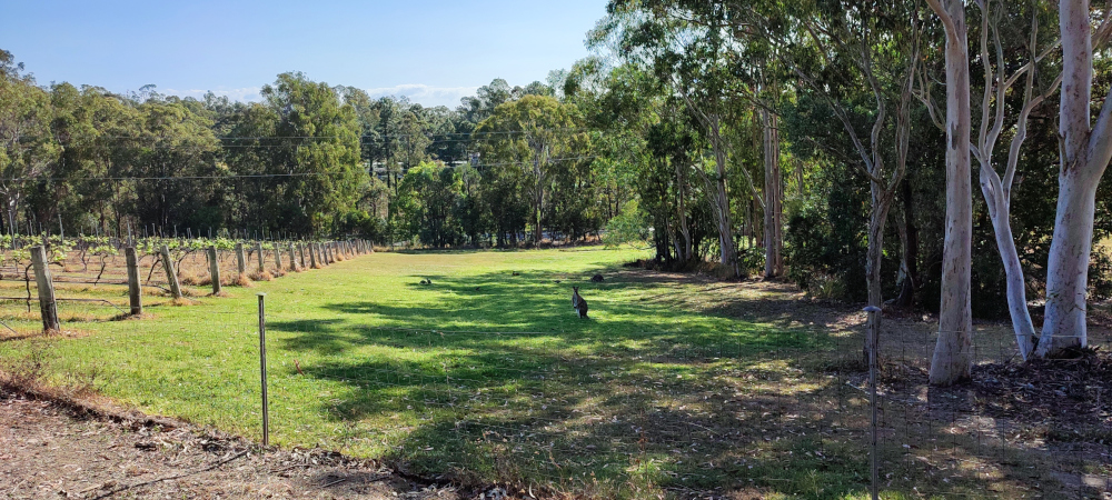 several wild kangaroos in mount cotton