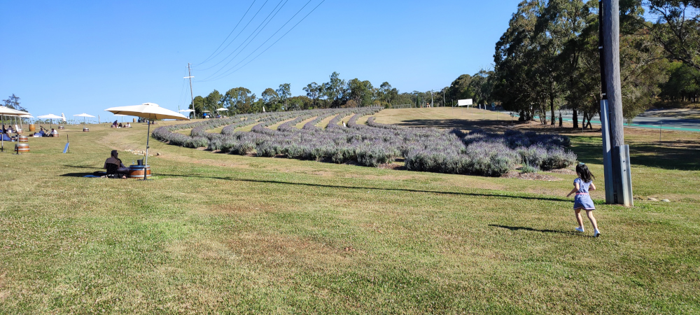  lavender blooming season