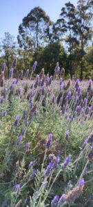 lavender blooming season