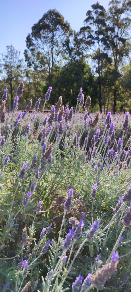  lavender blooming season