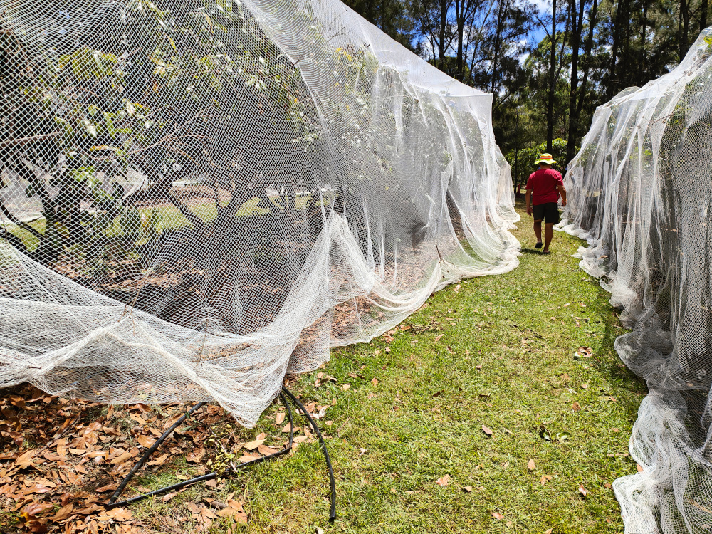 Longan Farm - Near North Lakes